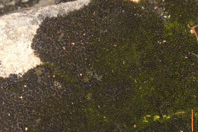 Grimmia elongata